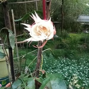 Meet your Posher, Katsuko